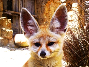 fennec-fox-ears-by-caninest-via-flickr